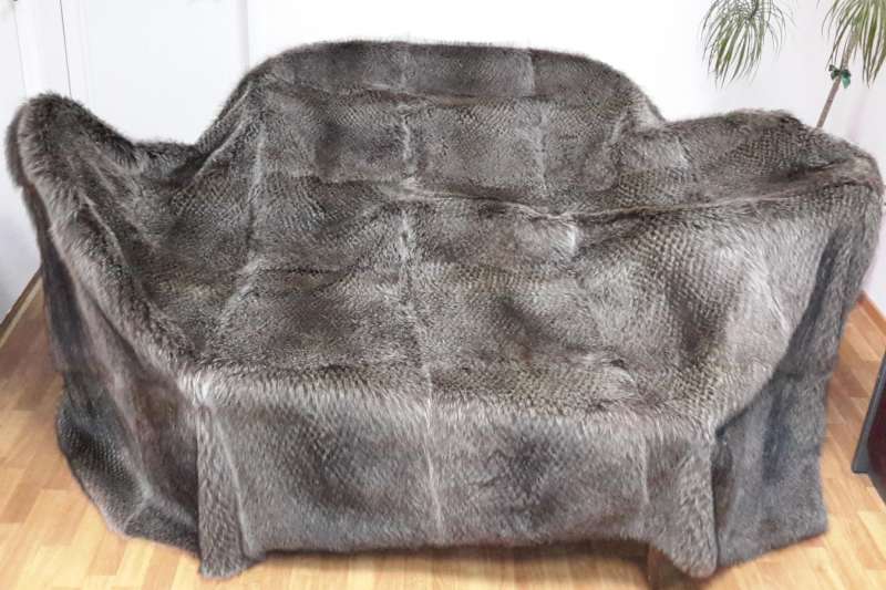 Покрывало енот-полоскун, перфорация